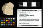 Foto (Objekt + Etiketten) von ? Goniodromites sp. 